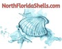 North Florida Shells