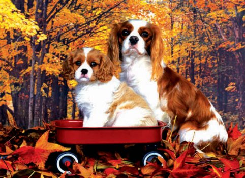 3D Picture 9599--Spaniel DOGs in Wagon