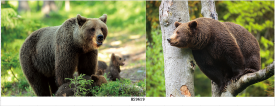 3D Picture 9619--Brown BEARs