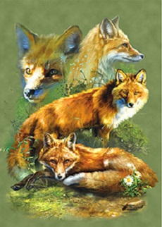 3D Picture 9803--Red FOX