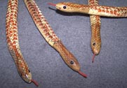 20 INCH WOODEN WIGGLE SNAKE