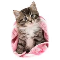 T-shirt Animals cat ''PINK BLANKET KITTEN''
