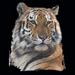 Apparel T-shirt WildLife Tiger Printed:''Last WATCH''