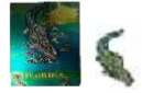 Florida Alligator Magnet 3D Magnet