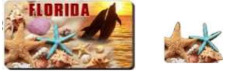 Florida Seashells & Dolphins 3D MAGNET