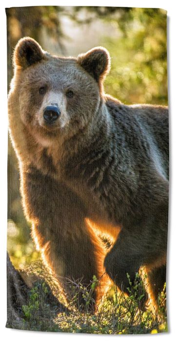 Morning Stroll BEAR - (30x60)