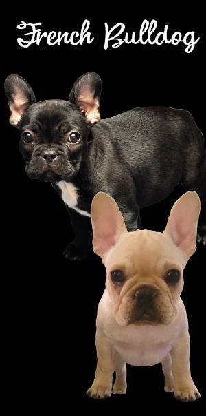 French Bulldog - (30x60)