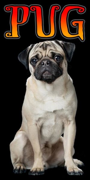 Pug - (30x60)