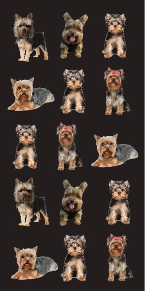 Yorkie Poses (30x60)