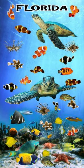 Friendly Swim FL - (30x60)
