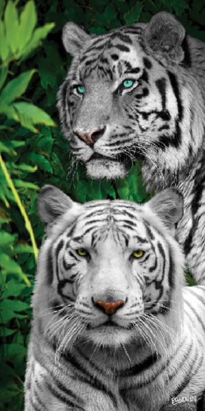 Jungle Tigers - (30x60)