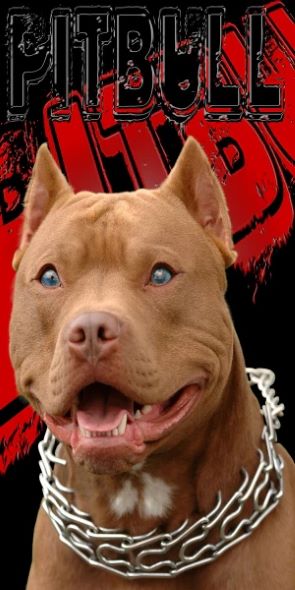 Pitbull - (30x60)