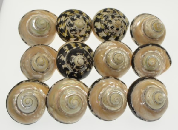 Natural BLACK Tiger Sea Shell
