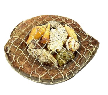 Coconut Shell BASKET With Sea Shells Display