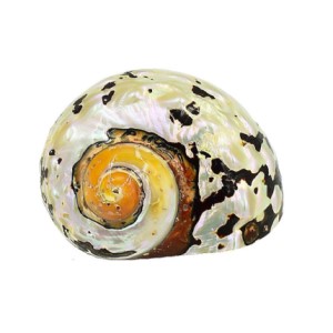 Natural Turbo Sea Shell DISPLAY