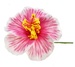 Hibiscus FLOWER Hair Stick