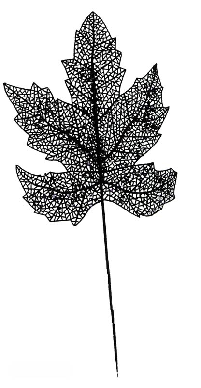 Black Skeleton Leaf Stem - 24''