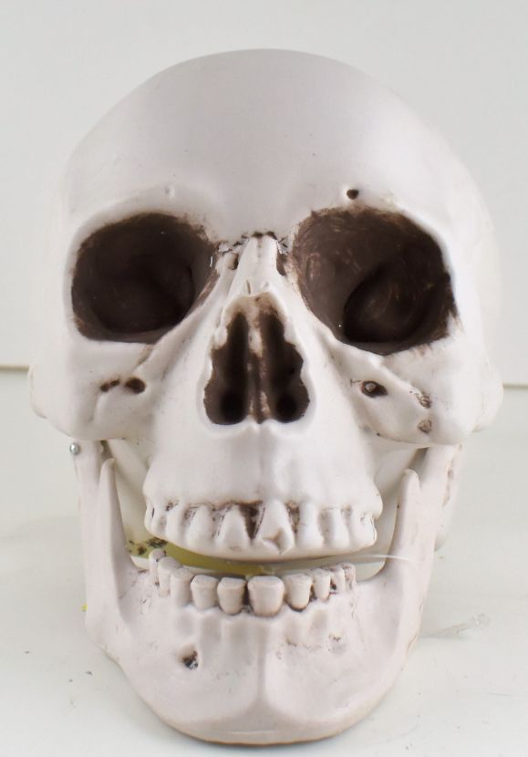 Plastic Skull Decor