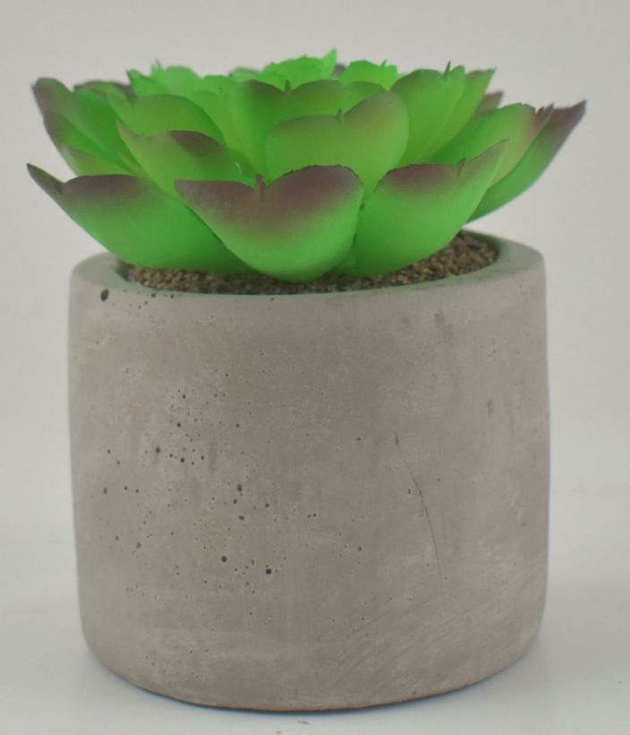 Succulent In Round Cement Pot - Green