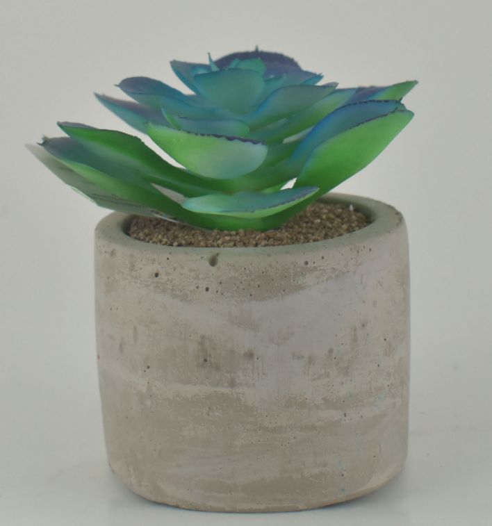 Succulent In Round Cement Pot - Blue