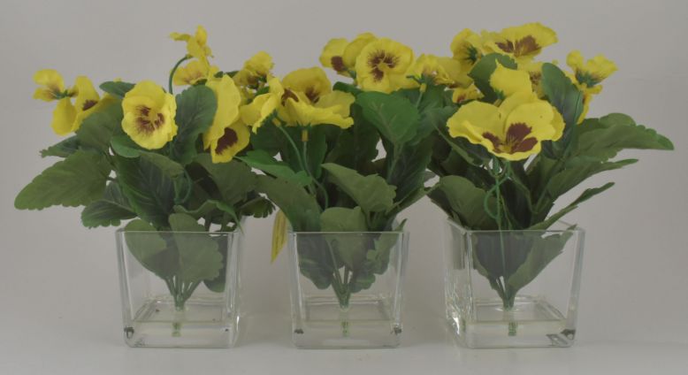 Yellow Pansy Bush in Glass Cube - Set of 3