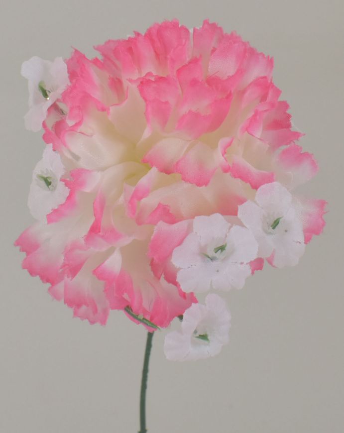 JUMBO CARNATION PICK - BOX 100 - PINK