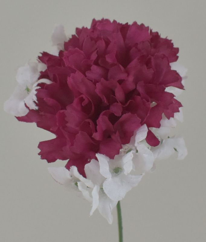 JUMBO CARNATION PICK - BOX 100 - BURGUNDY