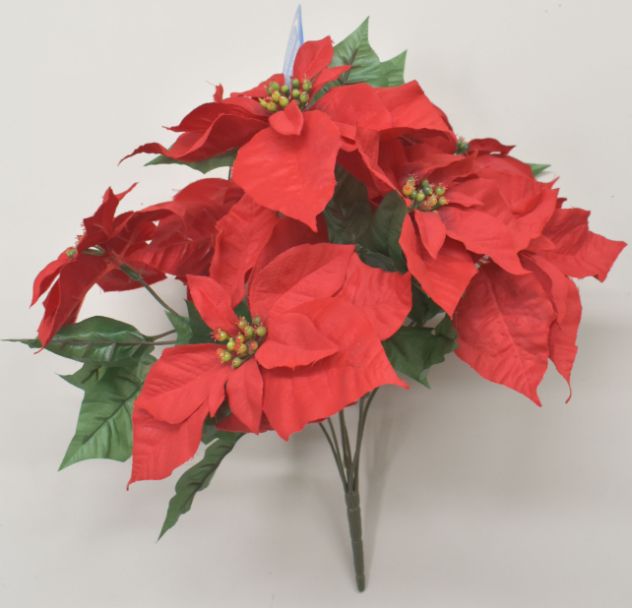 RED Poinsettia Bush x 7