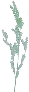 Seed Pod Spray - Sage Green