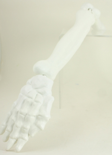 Plastic Skeleton Arm