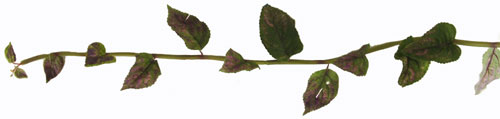 Coleus Garland - Purple/Green