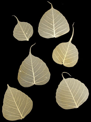 Loose Natural Skeleton Leaves