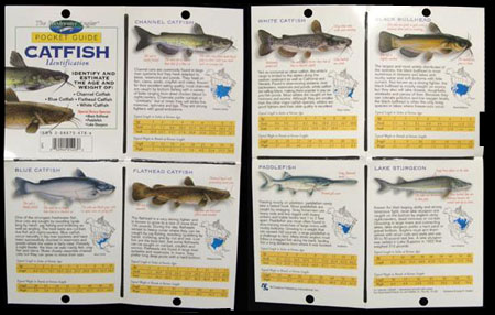 The Freshwater Angler POCKET Guide - Catfish Identification
