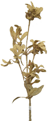 English Euphorba Stem - Brown Sugar