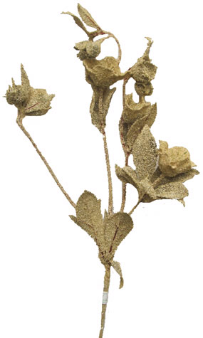 Christmas Rose Spray - BROWN Sugar
