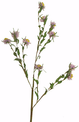 Mountain Daisy Spray - Lilac