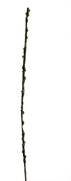 River Willow Bud Stem -- 36''