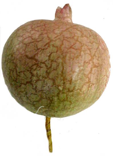 Pomegrante Pick