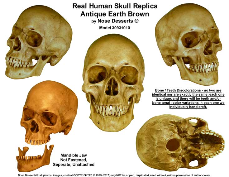 Human SKULL: Earth Brown Replica #30931010