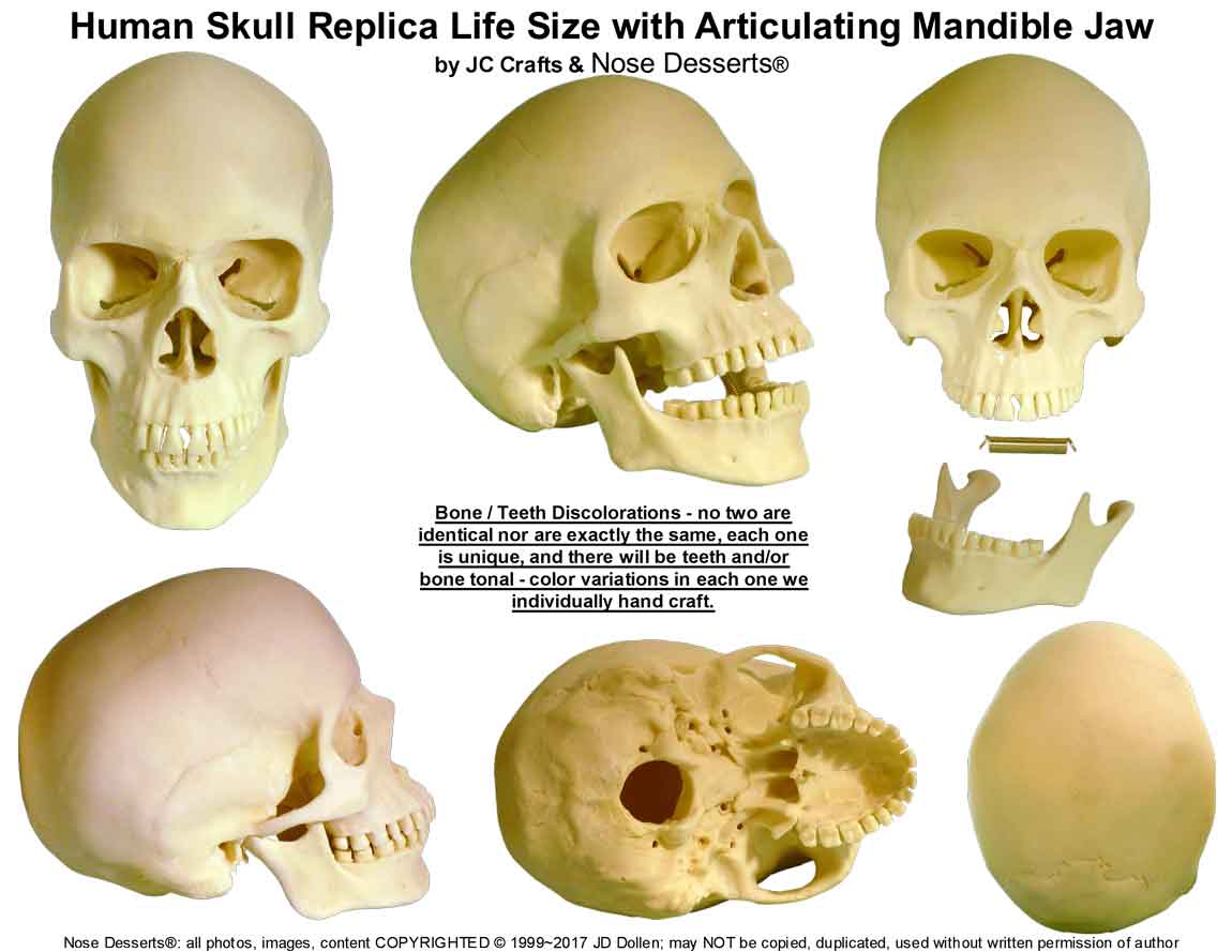 Human SKULL Replica Life Size with Articulating Mandible Jaw