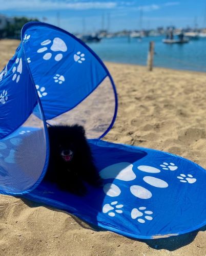 Blue Dog TENT Gear
