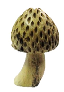 Carved Root Mushroom
