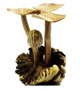 Carved Root Mushroom