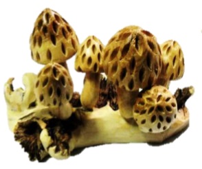 Carved Root Mushroom